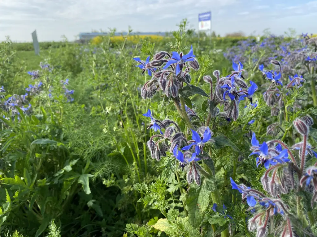 Speciaalmengsel 45_11.5.2021 (2).webp