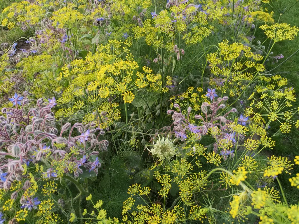 Tuinkruiden17-07_Meerjarig kleurrijk.webp