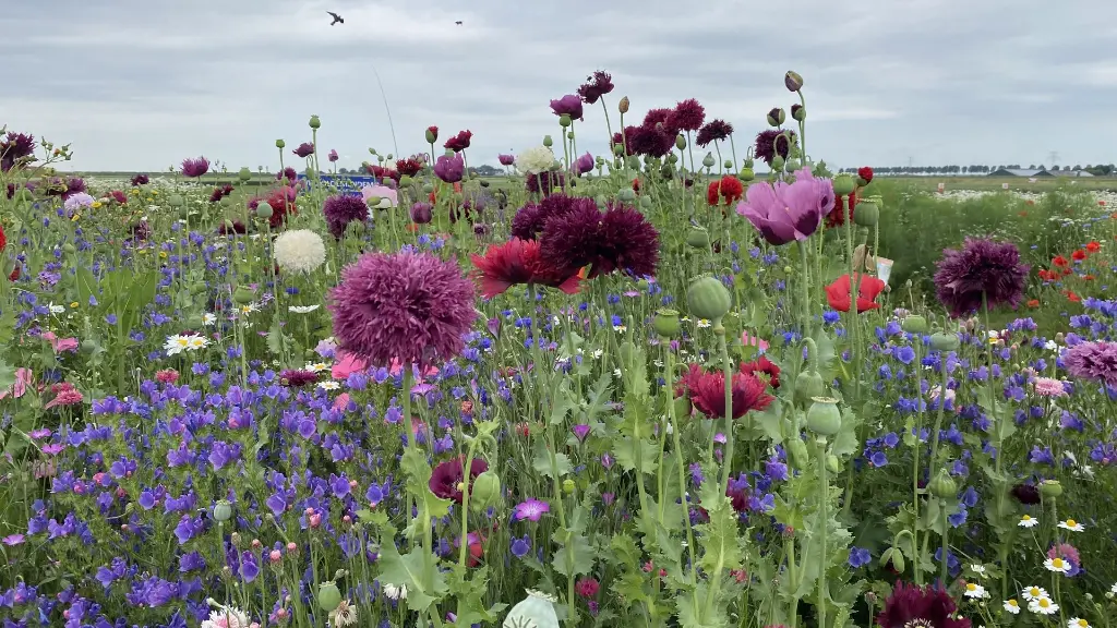 Nostalgie_C_8.6.2021 (8).webp