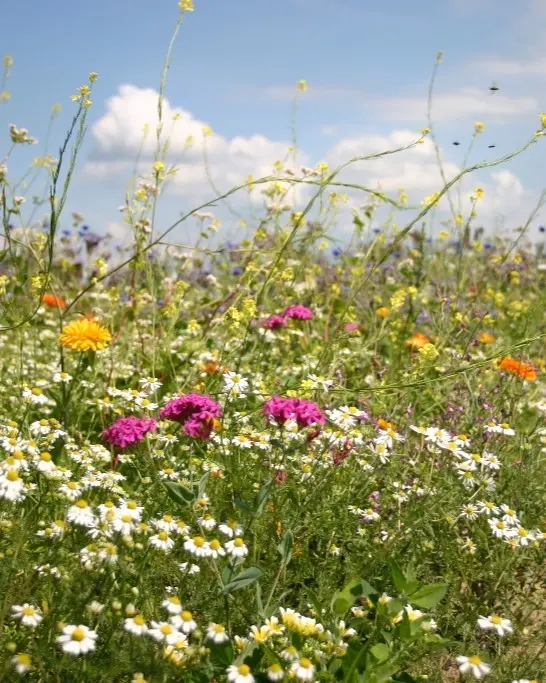 Kleur en geur - Couleur & senteur (3)recht.webp