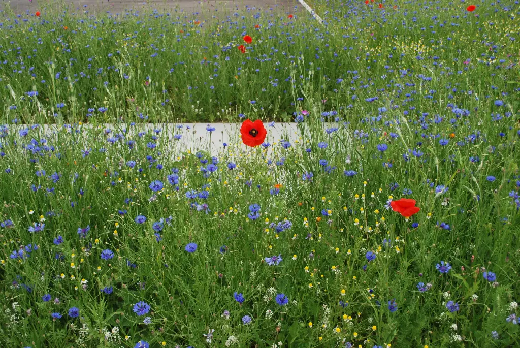 Sunflower (Nr 48) (2).webp