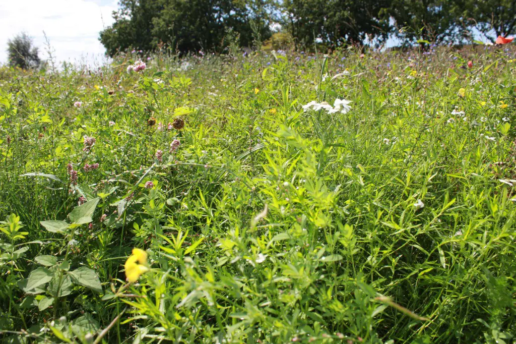 kruidenweide 3 -2.webp