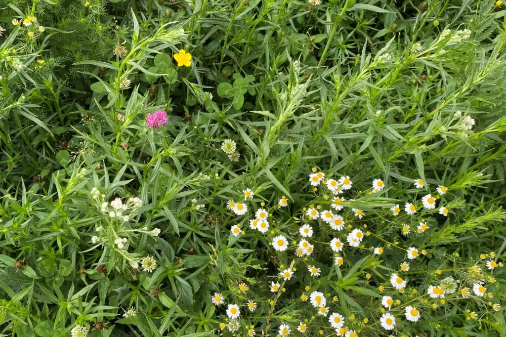 kruidenweide 3 -3.webp