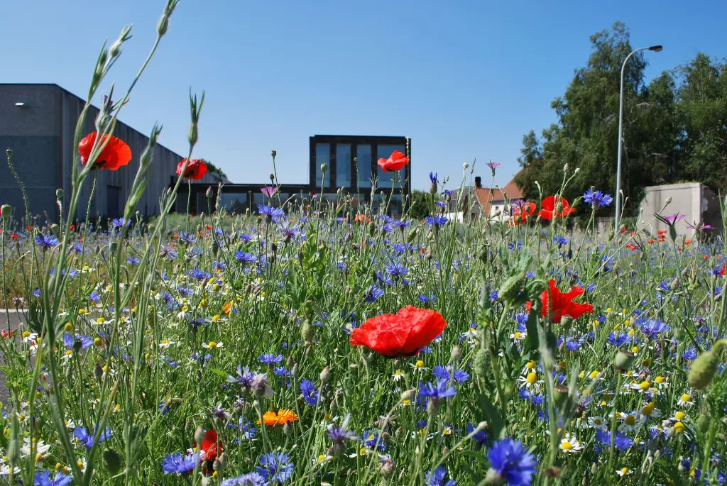 Bekina_veldbloemen Nr48_22 juli 2013 (22).webp