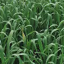 Weidekruiden 001.webp