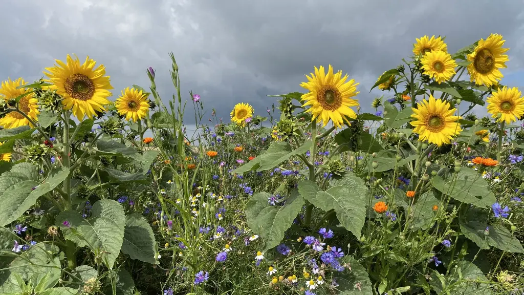 Sunflower (Nr 48) 10.8.2021 (3).webp