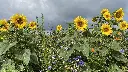 Sunflower (Nr 48) 10.8.2021 (3).webp