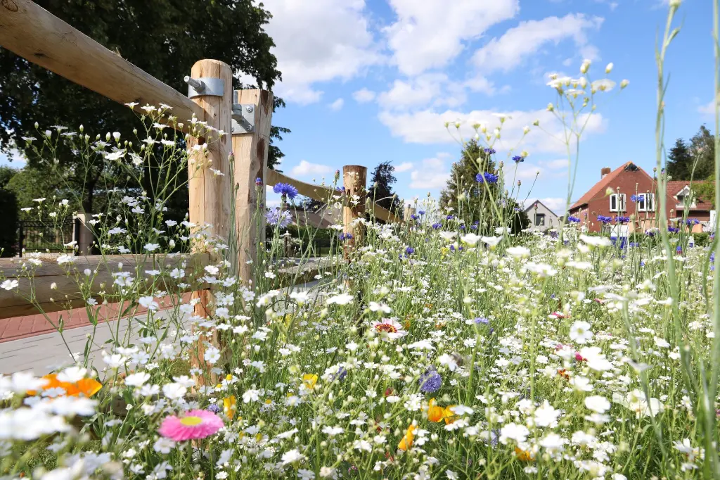 Summer Flower 1-7-2019 Hoeven (11).webp