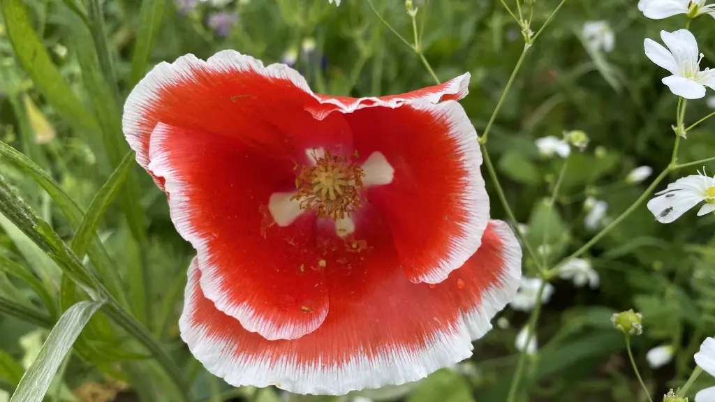 Summer Flower_27.7.2021 (7).webp