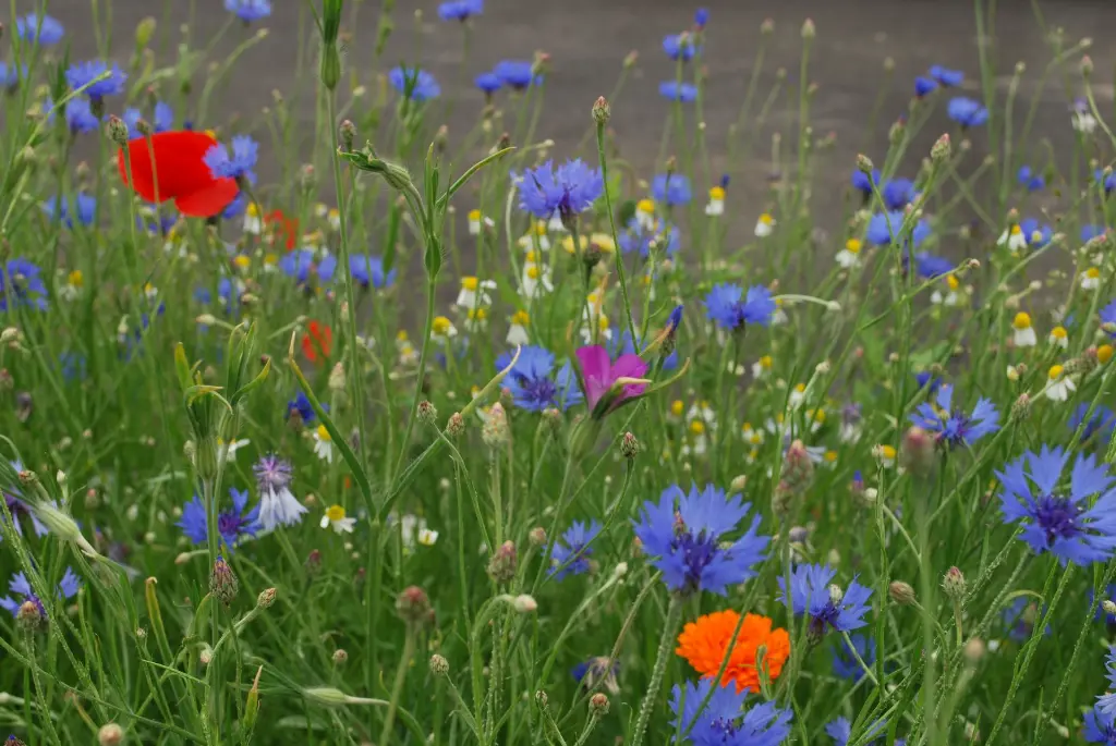 Sunflower (Nr 48) (1).webp