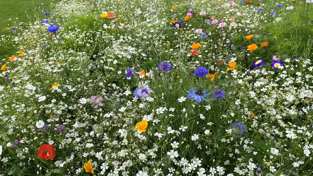 summer flower 3.webp