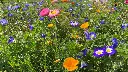 summer flower 2.webp