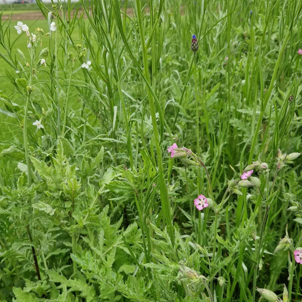 Staygreen 9 Bloemrijk - jeugdgroei (1)vierkant.webp