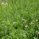 Staygreen 9 Bloemrijk - jeugdgroei (1)vierkant.webp