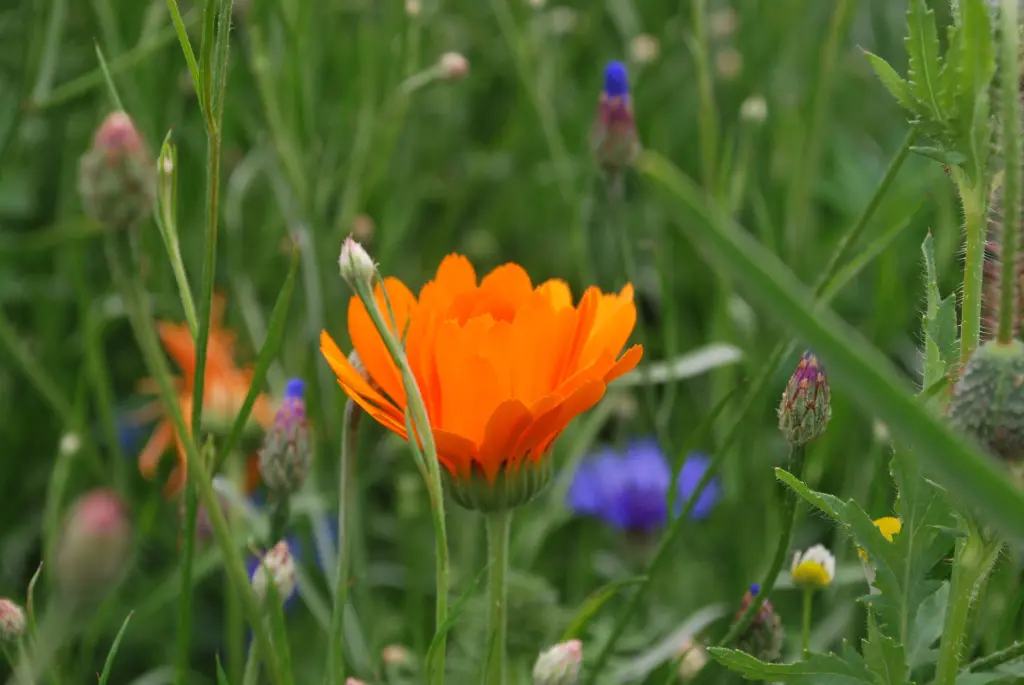 Sunflower (nr48).webp