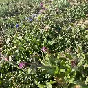 2022_0. Staygreen 10_30 maart (3) vierkant.webp