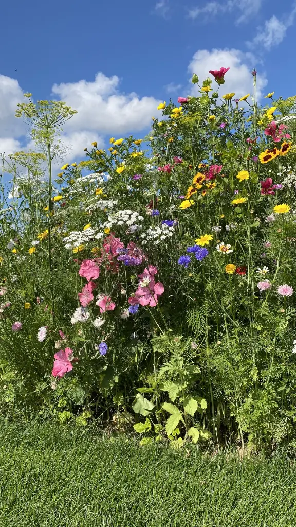 Snijbloemen_3.8.2021 (28).webp