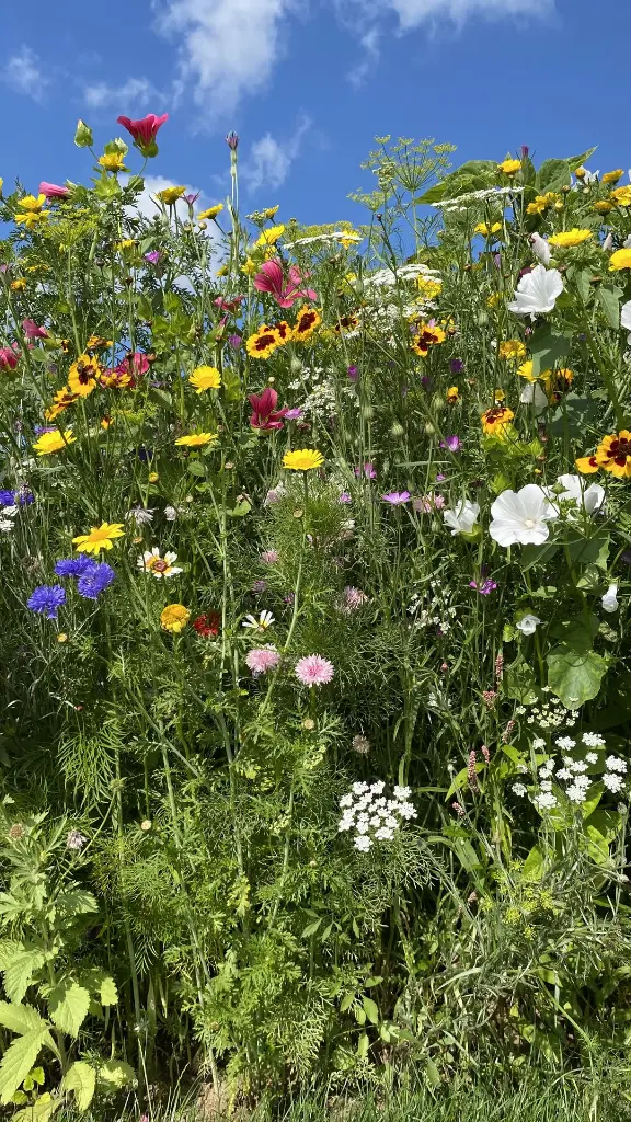 Snijbloemen_3.8.2021 (1).webp