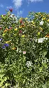 Snijbloemen_3.8.2021 (1).webp