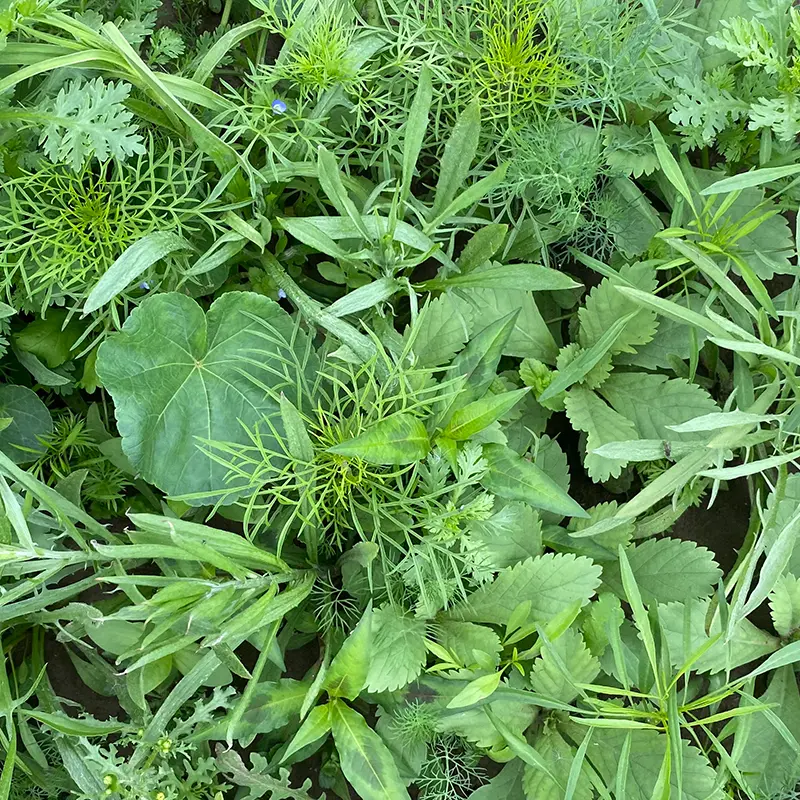 Snijbloemen_22.6.2021 (3).webp