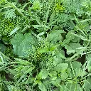 Snijbloemen_22.6.2021 (3).webp