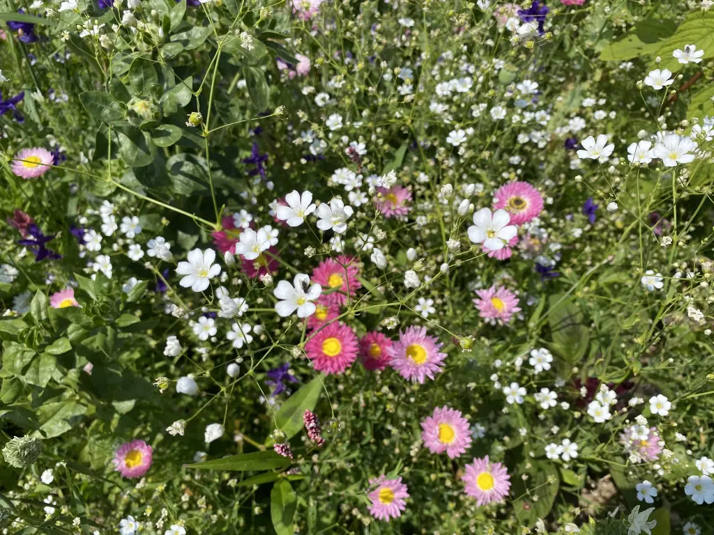 Droogbloemen_20.7.2021 (17).webp