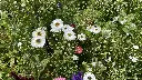 Droogbloemen_20.7.2021 (20).webp