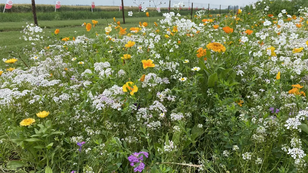 Flower Power_13.7.2021 (3).webp