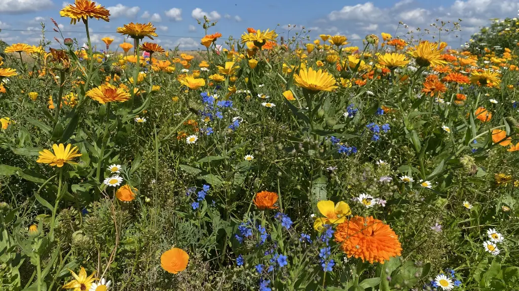 Flower Power_3.8.2021 (5).webp