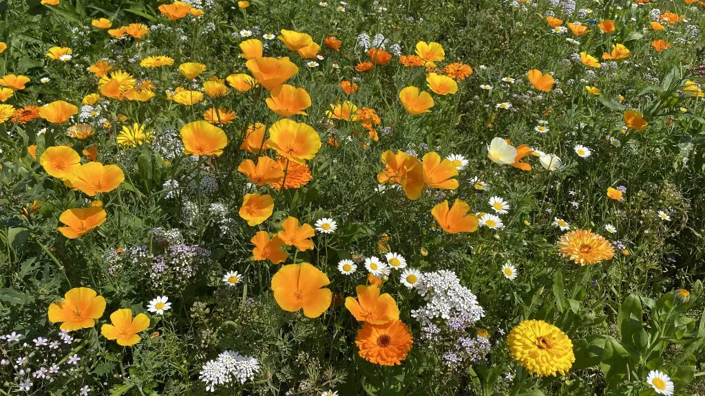 Flower Power_20.7.2021 (14).webp