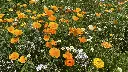 Flower Power_20.7.2021 (14).webp