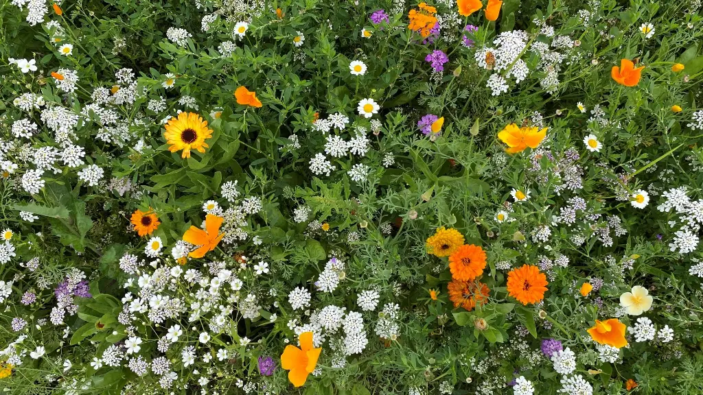 Flower Power_13.7.2021 (7).webp