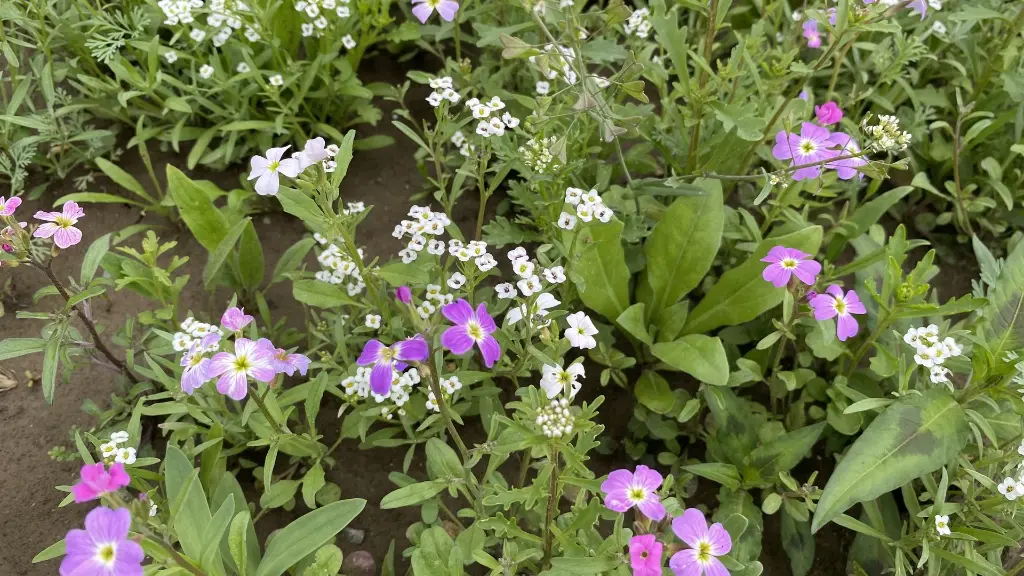 Flower Power_22.6.2021 (4).webp