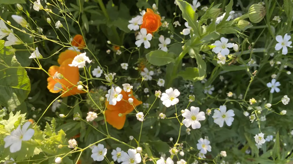 Flower Power_10.6.2021 (1).webp