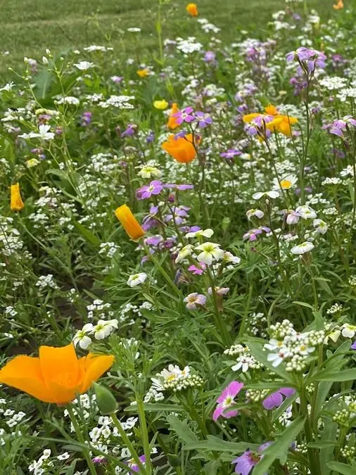 flower power rechtstaand.webp