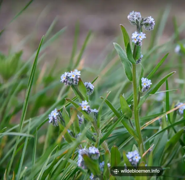 akkervergeet-mij-nietje.webp