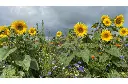 sunflower 1.webp