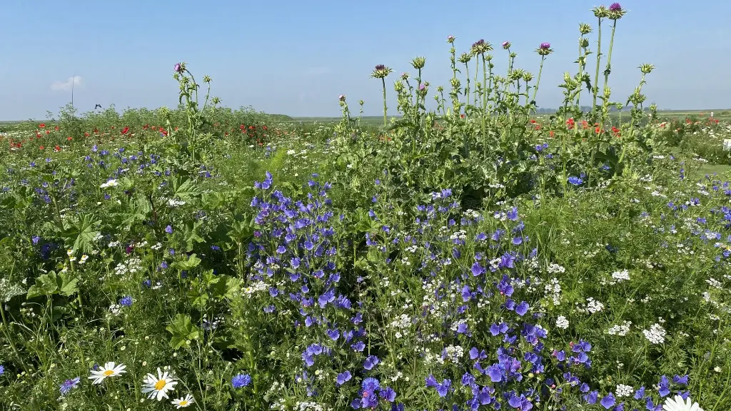 Bumble Bee_8.6.2021 (3).webp