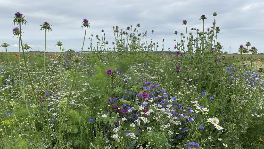 Bumble Bee_15.6.2021 (1).webp