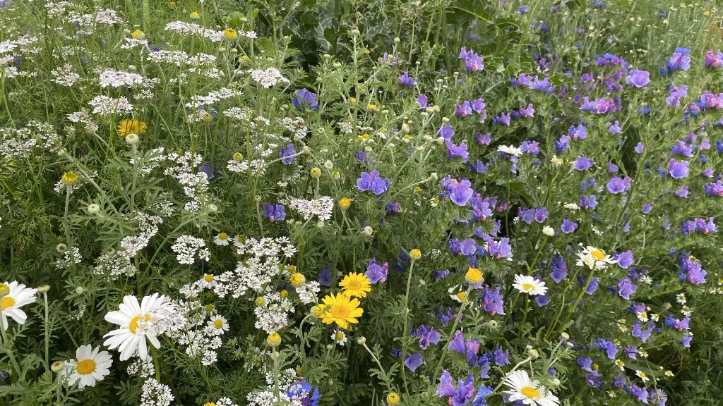 Bumble Bee_15.6.2021 (5)_meerjarig kleurrijk.webp