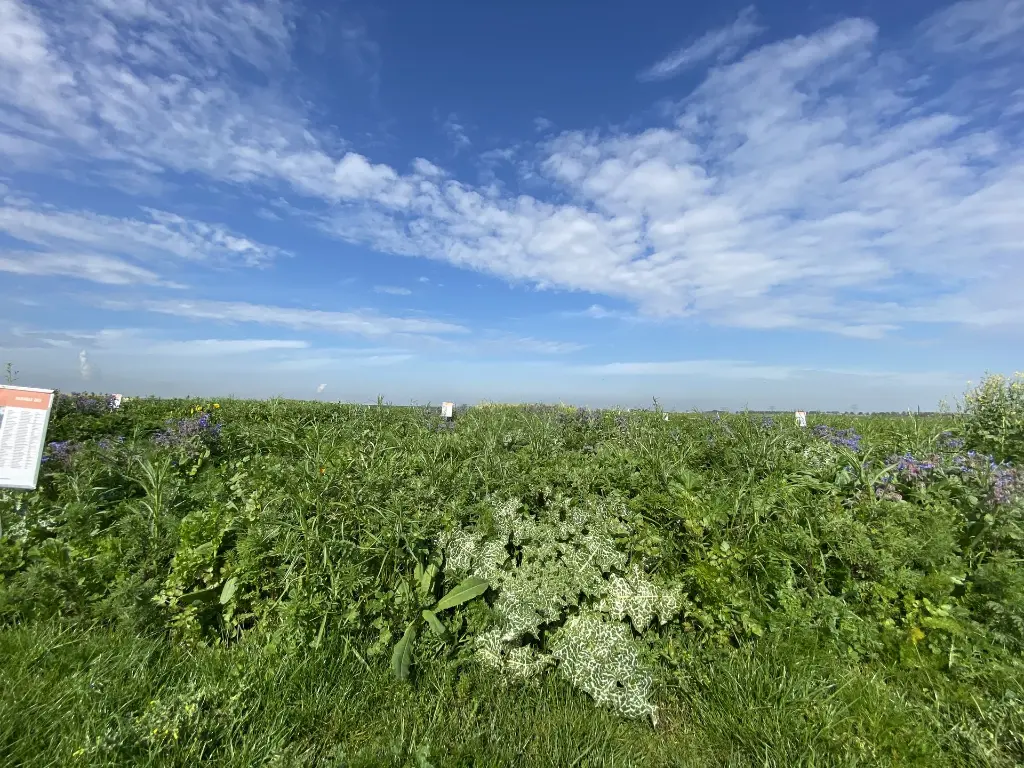 Bumble Bee_11.5.2021 (2).webp