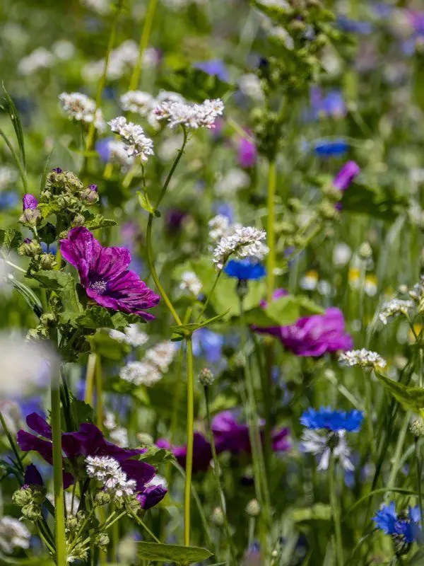 bumble bee 3 recht.webp