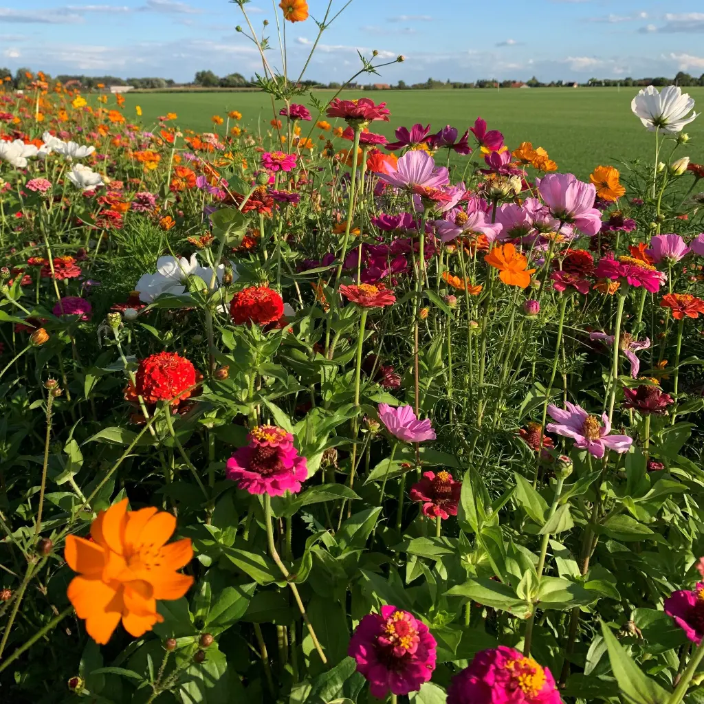 festival vierkant.webp