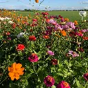 festival vierkant.webp