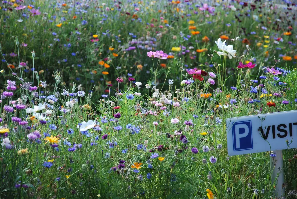 Aurora_eind aug 16 (1) - Copy.webp