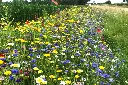 Akkerrand bloemrijk