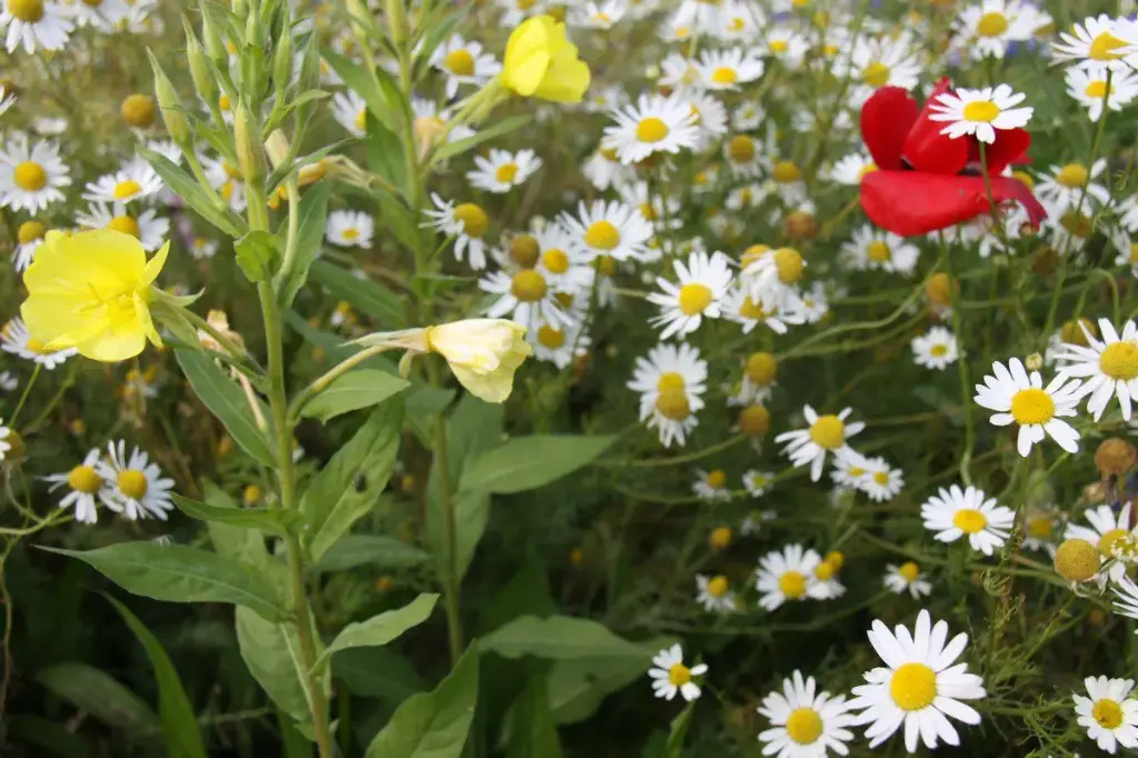 Kruidenweide 1 Lichte gronden