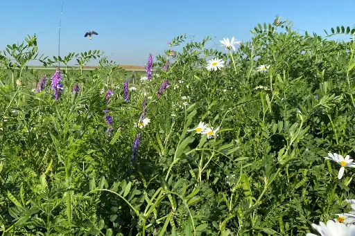 kruidenweide 2 Zware gronden 