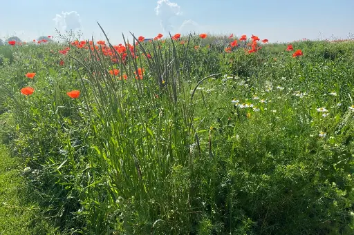 Kruidenweide 3 Vochtige gronden
